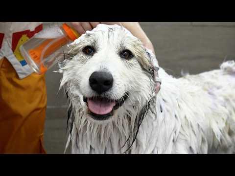 They Said No Groomer Would Take Her...Watch Her Transformation #Video