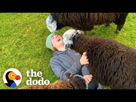 This Woman Is Living Her Best Life With A Family Of Sheep #Video