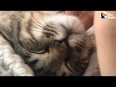 Cat Purring Has To Be The Most Relaxing Sound Ever | The Dodo