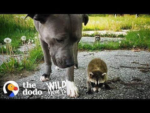 Adorable Baby Raccoons Are Learning To Be Wild Again  | The Dodo Wild Hearts