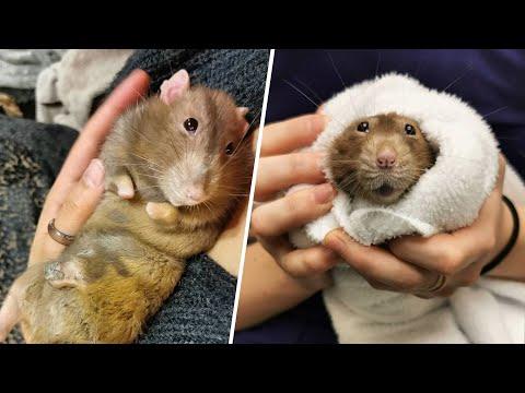 Woman finds rat on the street. Now she can't live without him. #Video