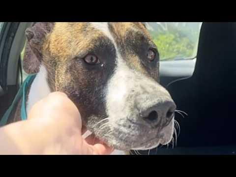Defeated mama dog is reunited with her puppies #Video