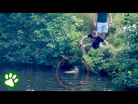 Kind men jump into pond to save sheep #Video
