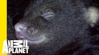 Hibernation: A B-eary Special | Animal Bites