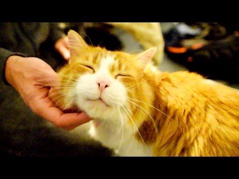 The Cutest Purr In The World