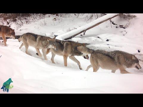 Wolf pack traveling down wintry creek #Video