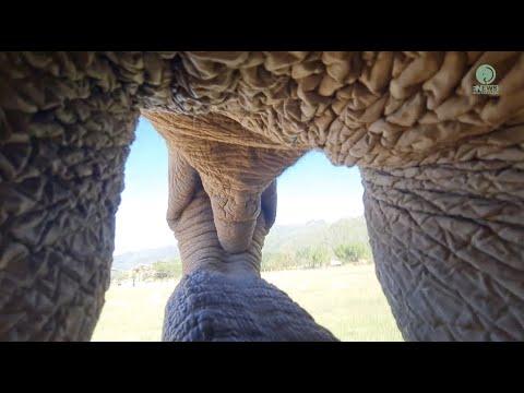 Elephants Call Friend To Have A Conversation With People Who Underneath Her - ElephantNews #Video