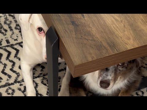 When the Baby Eats | Layla The Boxer #Video