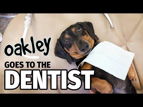 Ep 12: Oakley Goes to the Dentist (FINALE) - Cute Dachshund Video