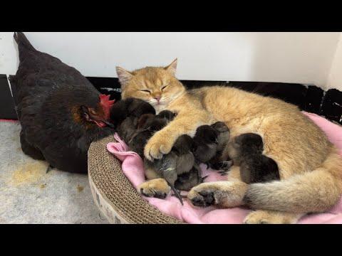 The hen watched in amazement as the kitten hugged the chick tightly to sleep. #Video