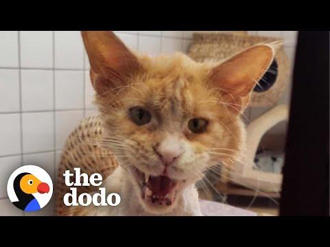 Cat Has A Transformation Of A Lifetime And Couldn't Be More Grateful  #Video