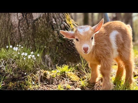 Abby’s perfect triplets find first hops! #Video