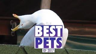 Best Pet Videos of the Year 2017!