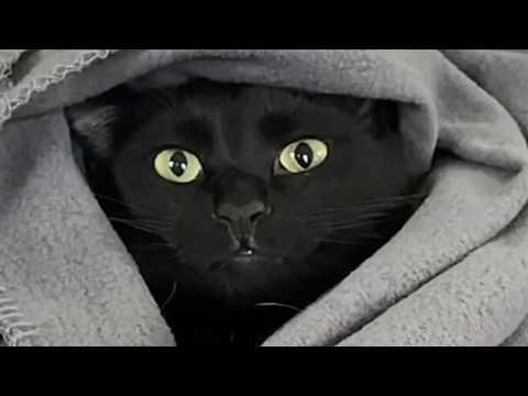 Polite rescue cat talks to mom so gently #Video