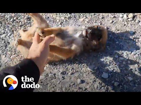 Puppy Abandoned In Middle Of Nowhere Gets Help From Stranger #Video