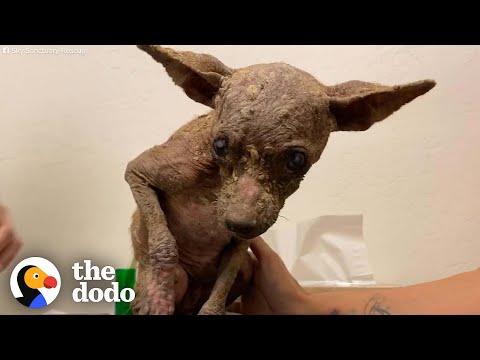 Little Dog Who Needed A Miracle Looks So Different Now #Video