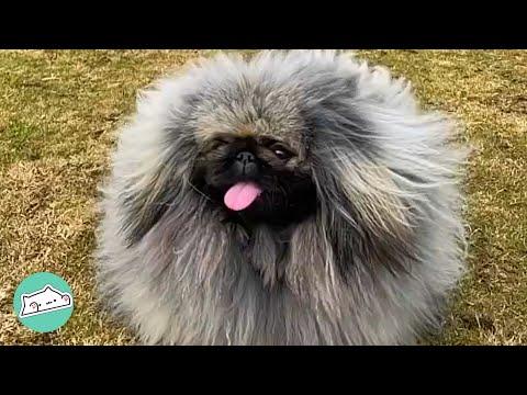 People Mistake Dog for a Wombat. But Lupo Couldn't Care Less #Video
