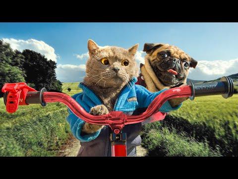 Cat and Dog Road Trip