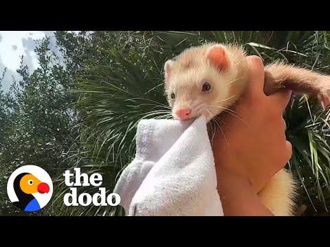 Ferret Keeps Stealing Her Family's Stuff #Video