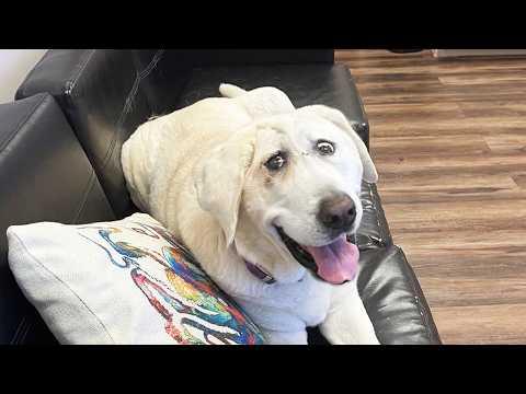 This Broken Golden Found Healing in a Tiny Rescue Cat #Video