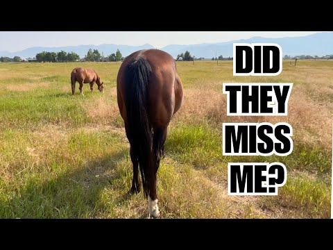 What have the horses been up to? The Clever Cowgirl #Video