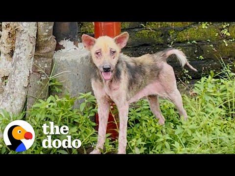 Hairless, Skinny Dog Who Took Weeks To Rescue Is So Fluffy Now #Video