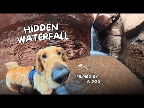 Dog Vlog 3: I Hiked 4 Miles to Find a Hidden Waterfall #Video