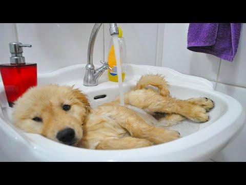 Funny and Cute golden retriever Puppies Compilation Video