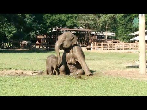 Elephant Join Her Baby In The Mud Pitch - ElephantNews #Video
