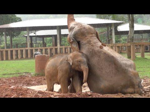 Family Fun With Baby Sa Ngae (Jaidee)! - Elephantnews #Video