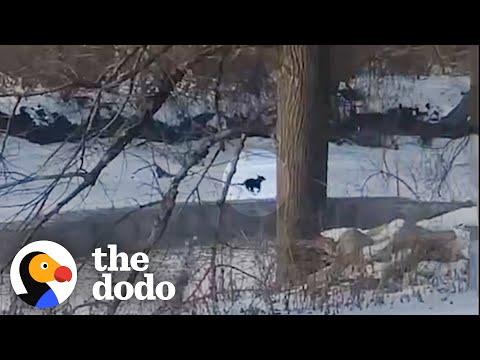 Stranger Helps Woman Find Her Lost Dog #Video