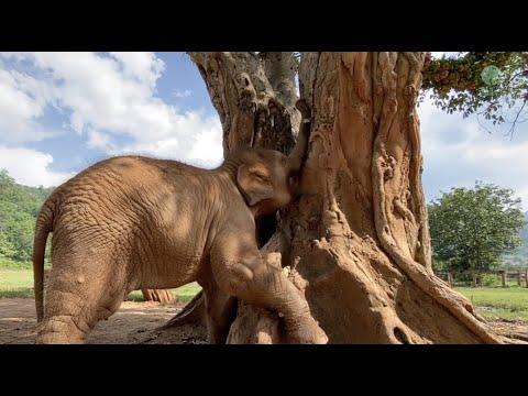 Baby Elephant Pyi Mai Learn How To Get And Her Fruit From Fig Tree - ElephantNews #Video