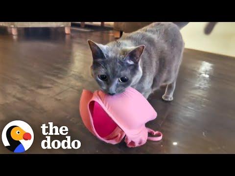 Cat's Favorite Things In The World Are Bras #Video