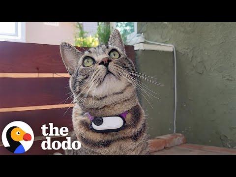 Cat Who Loves Gifting Trash Tries To Win Over His Cat Crush #Video