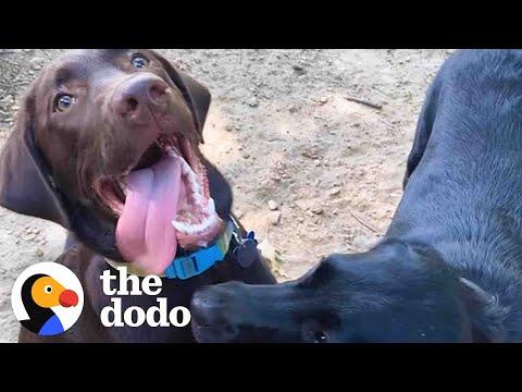 Puppy Reunites With His Sister For The Cutest Playdate Ever #Video