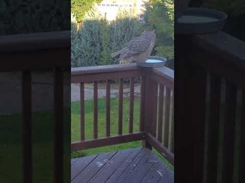 Great Horned Owl/Squirrel Encounter #Video