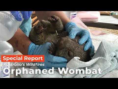 Watch as an Orphaned Wombat Receives Care