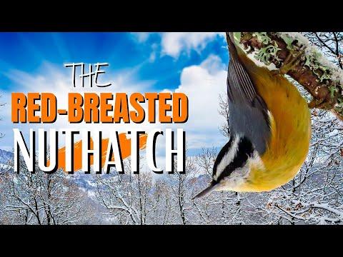 The Red-breasted Nuthatch | Adorable, Fun and Vocal #Video