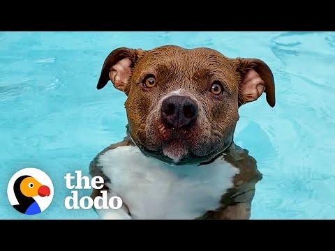 Pittie Must Be In The Pool At All Times #Video
