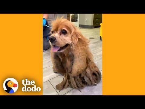 Dog Who Lost 5 Pounds Of Matted Fur Can't Stop Smiling | The Dodo