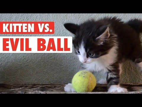 Kitten Vs. Evil Ball || Ball So Hard Kitty