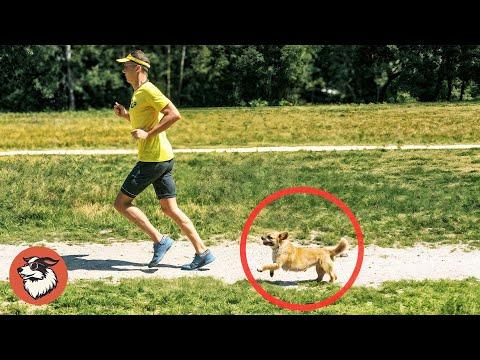 Man Simply Wanted to Help a Homeless Cat, But Then Something Unexpected Happened #Video