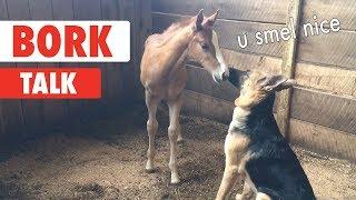Bork Talk! | What Animals Are Actually Saying