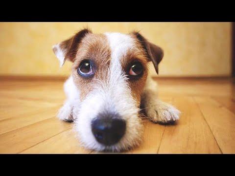 FUNNY Guilty Dogs - Guilty Dog Videos #Video