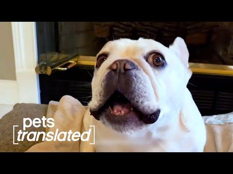 Festive Pets | Pets Translated Video