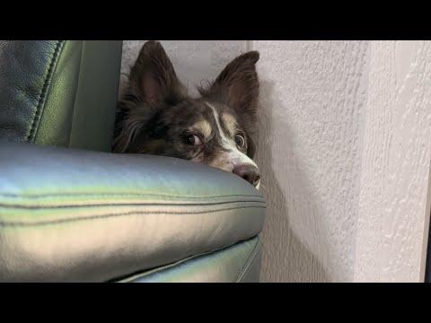 When Dogs Roll in Something | Layla The Boxer #Video