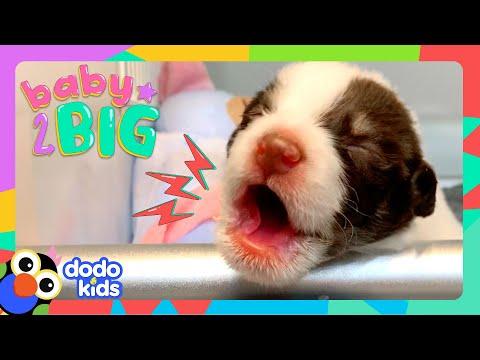 We Have Too Many Puppies!! And We Love Them ALL! | Dodo Kids  #Video