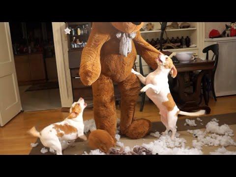 Giant Teddy Visits Dogs For Christmas