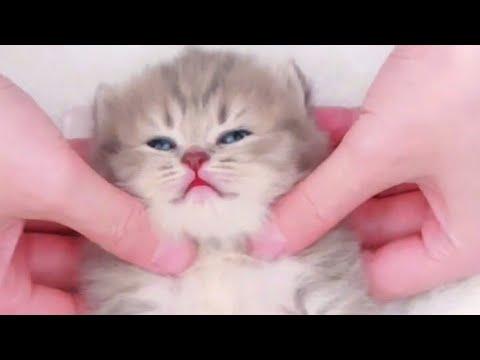 Baby Kitty Spa Time Video