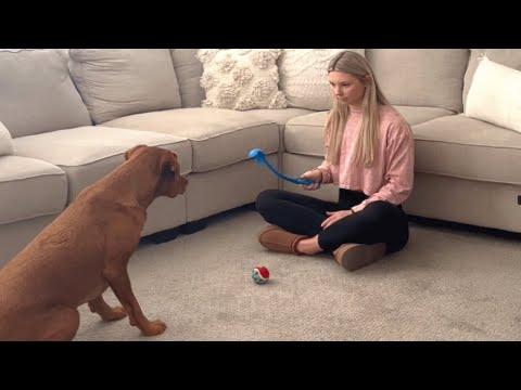 Dog has strangest reaction to tennis balls #Video